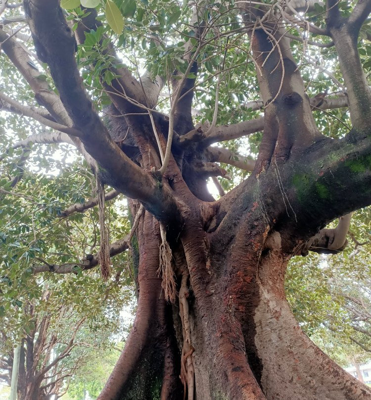 Gladstone Park-巴尔曼必去景点