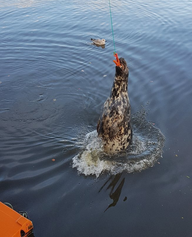 Feed The Seals At Eyemouth-Eyemouth必去景点