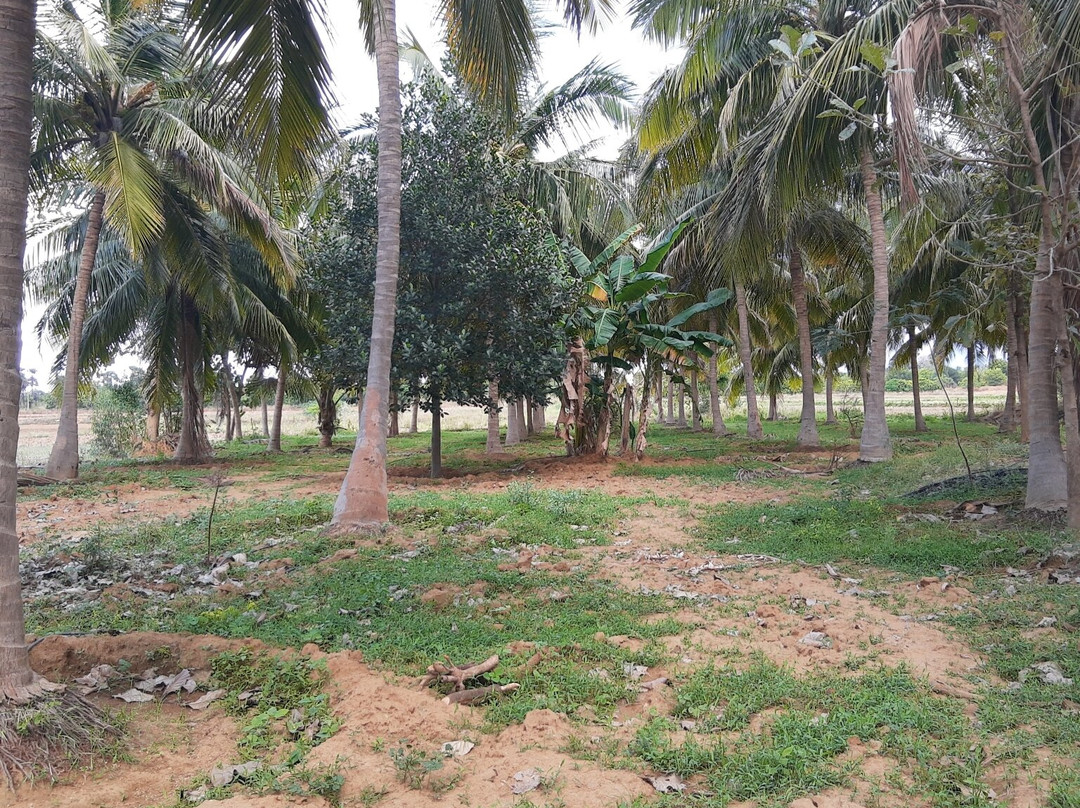 Manimuthar And Papanasam Dams-Tirunelveli必去景点