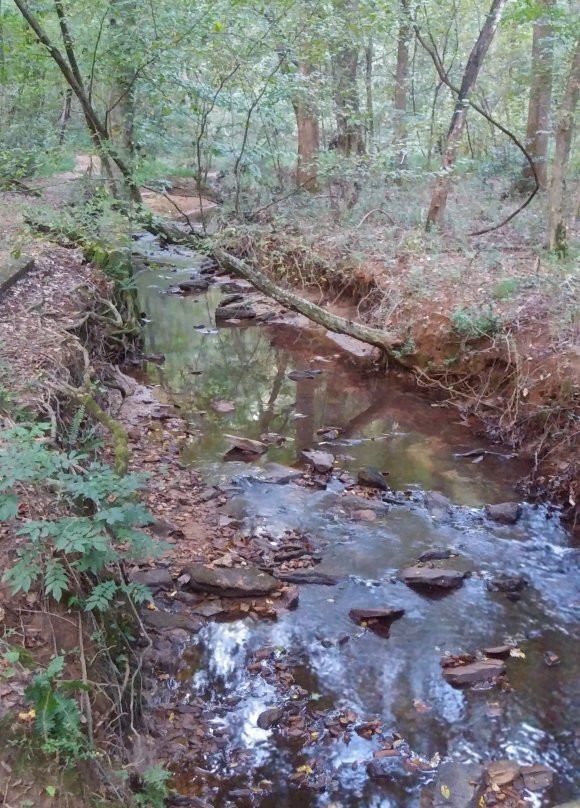 Big Trees Forest Preserve-桑迪斯普林斯必去景点