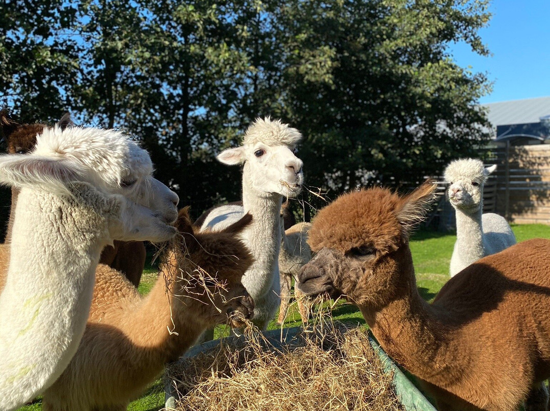 Texelse Alpaca's景点图片