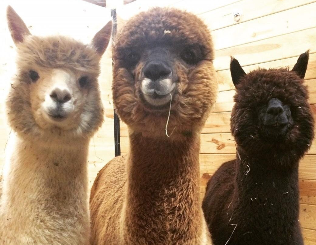 Alpaca Acres Farm and Fun景点图片