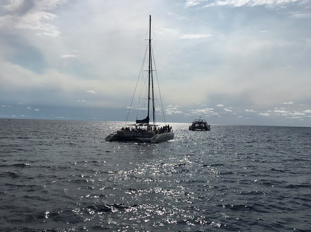 Vip Dolphins-沙尔必去景点