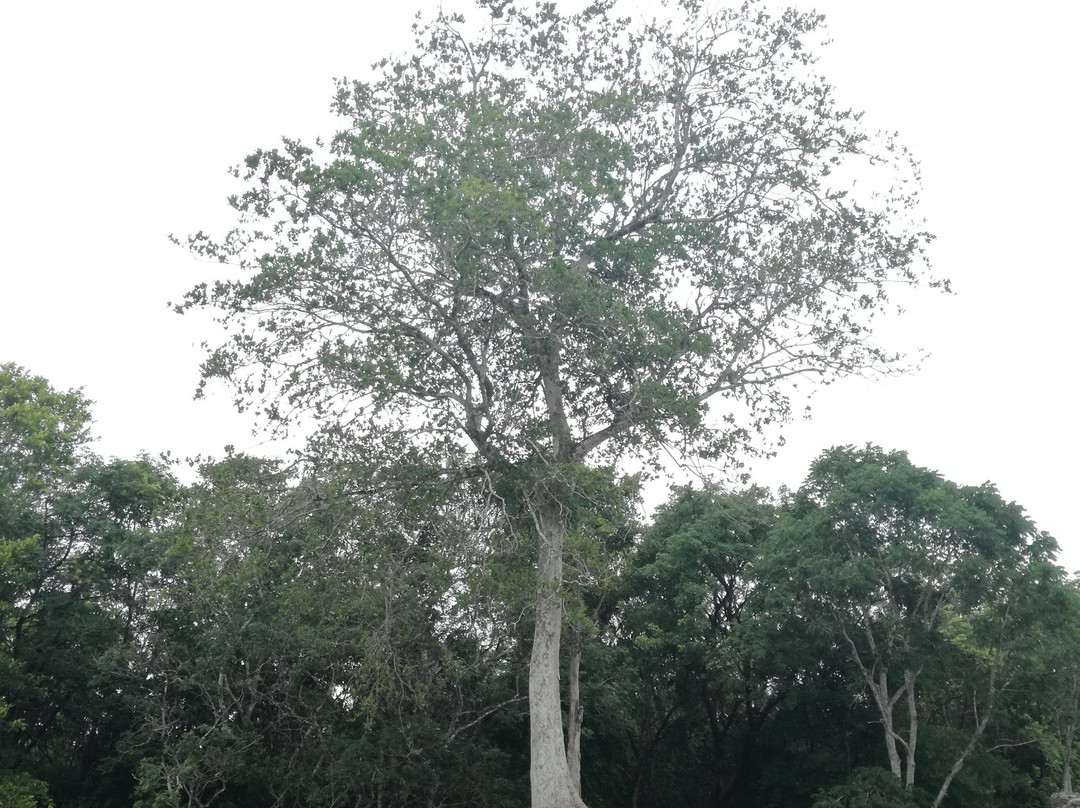 Xpuhil Archaeological Zone-Xpujil Town必去景点