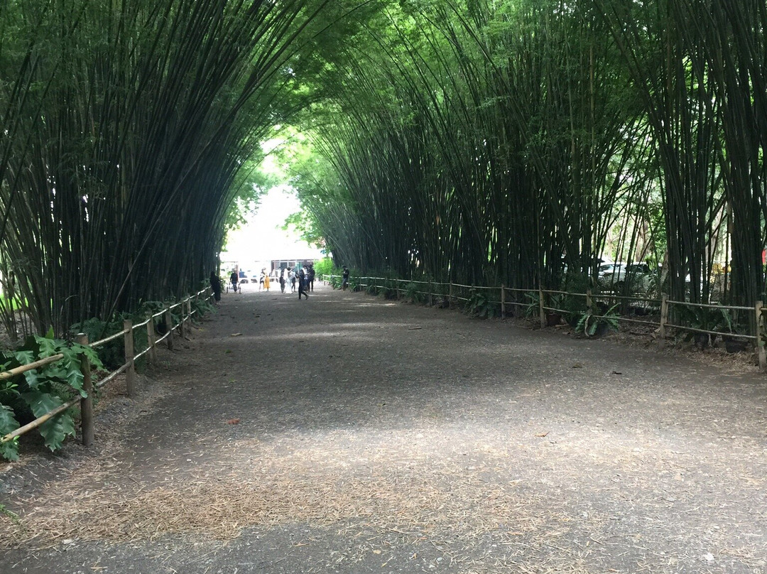Bamboo Grove - Chulapornwararam Temple景点图片
