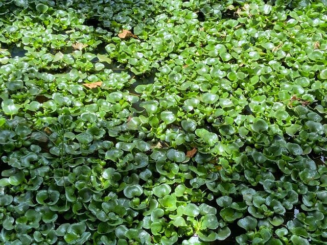 Reserva Ecologica y Jardín de Oquídeas Moxviquil景点图片