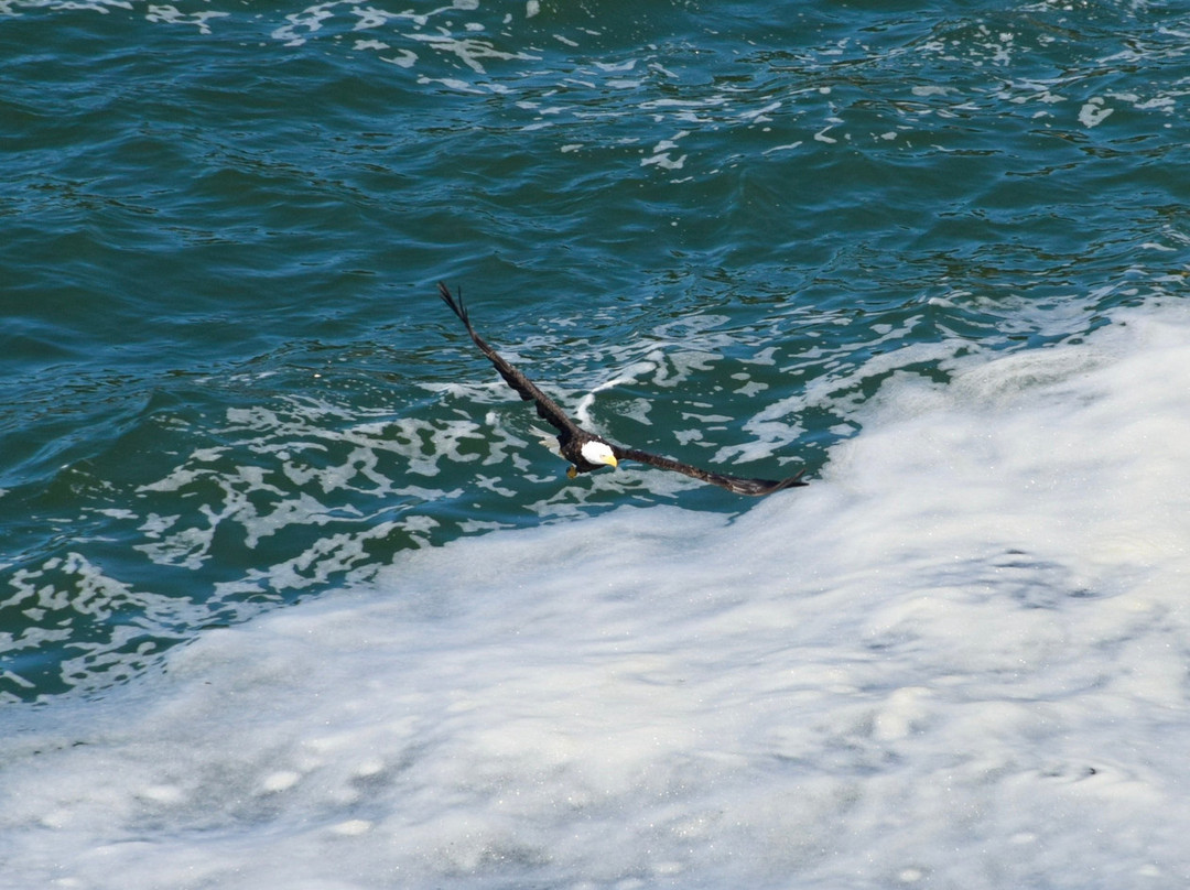 Whale Cove Inn主图