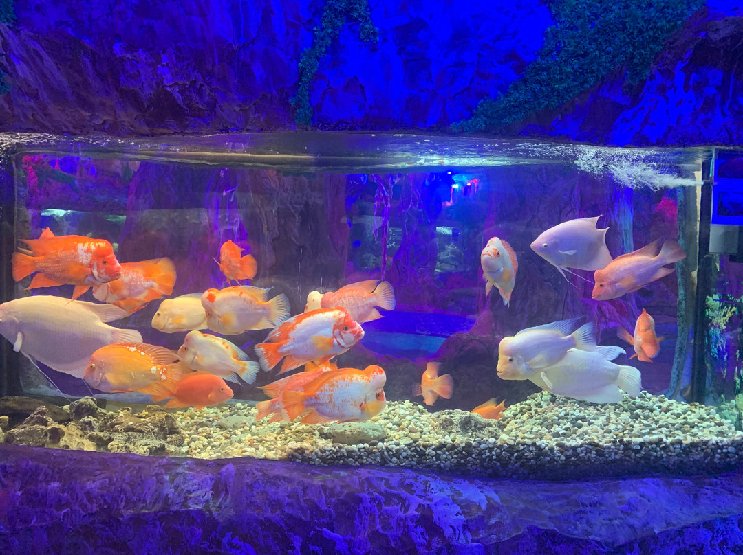 Aquarium in Yevpatoriya-Yevpatoriya必去景点