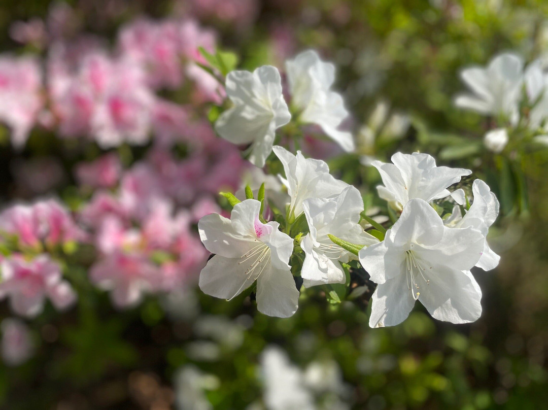 Taiodai Park-多摩市必去景点