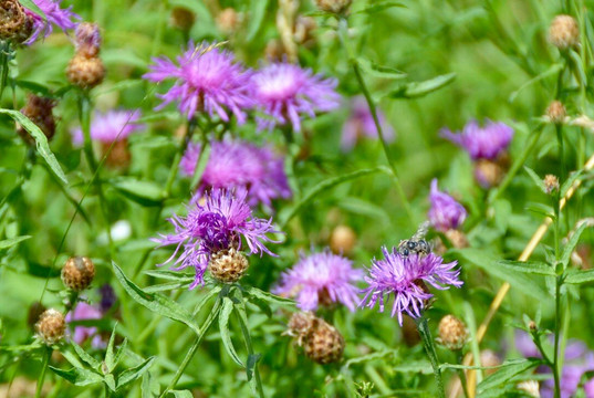 Duncan Escarpment Provincial Nature Reserve-蓝山必去景点