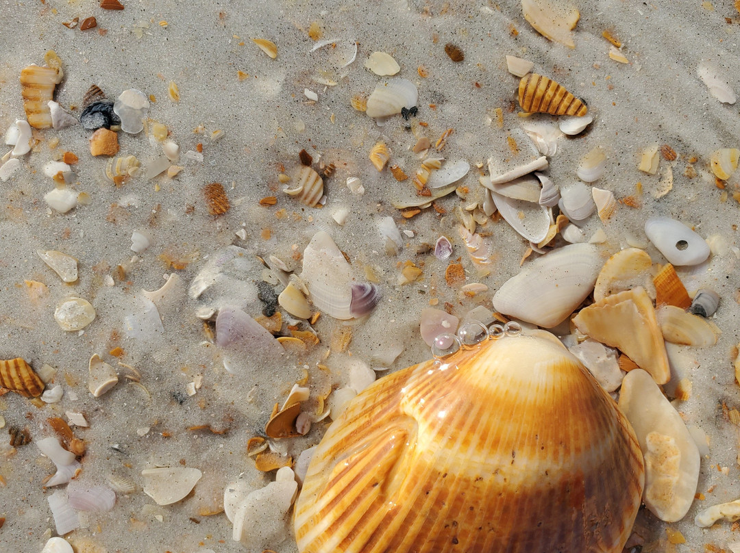 Matanzas Inlet-圣奥古斯丁必去景点