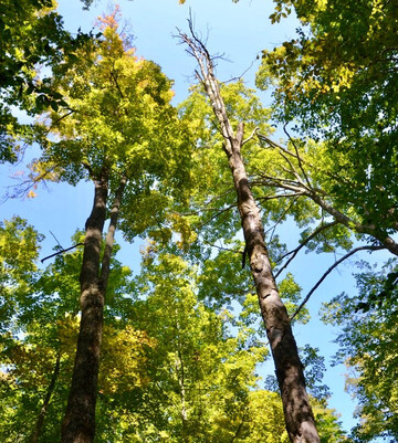 Peter's Wood Provincial Nature Reserve Trail-Castleton必去景点