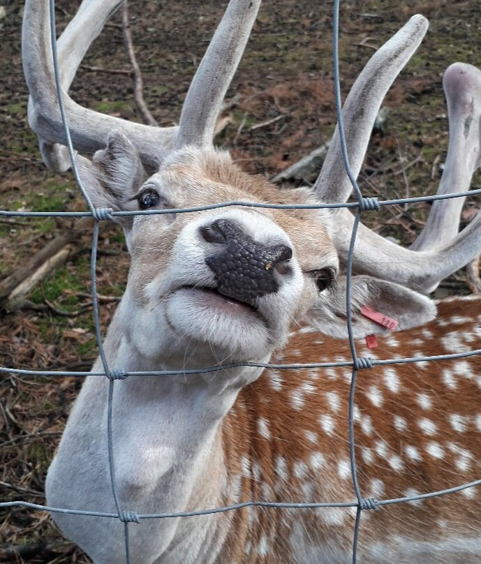 Wildpark Gangelt景点图片