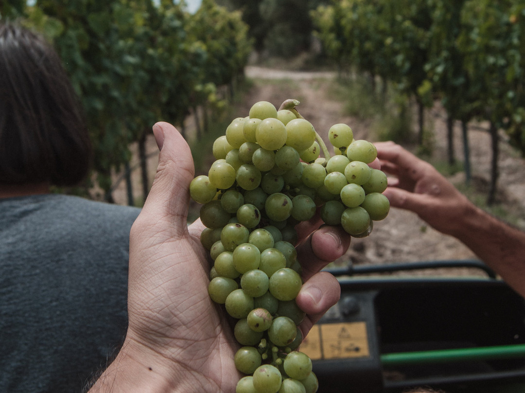 Bodegas Can Vidalet-Pollenca必去景点