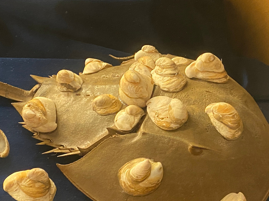 Brazosport Museum of Natural Science-Clute必去景点