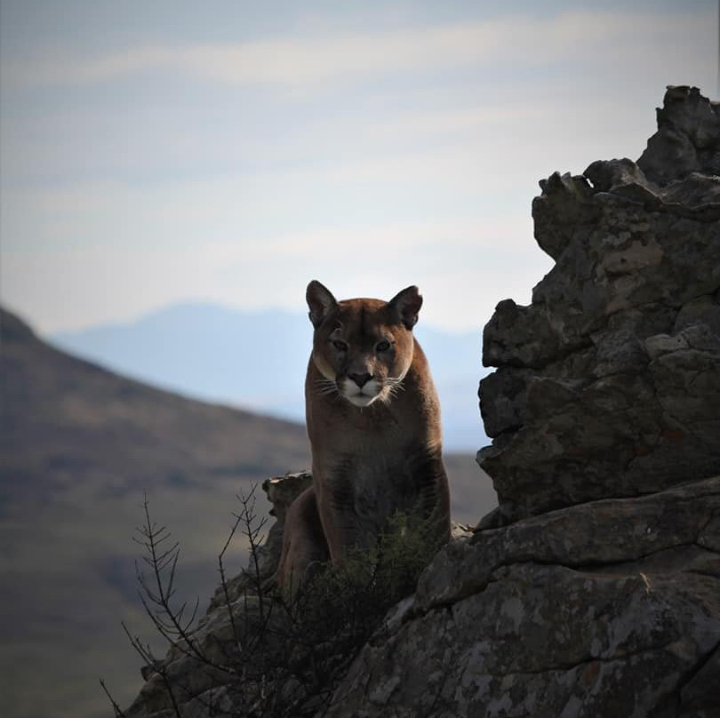 Love Lions Alive-Swinburne必去景点
