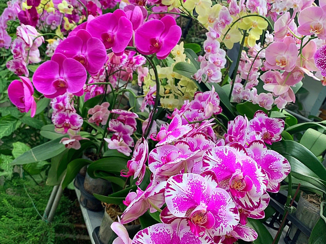 World Of Phalanopsis-Hulu Yam Lama必去景点