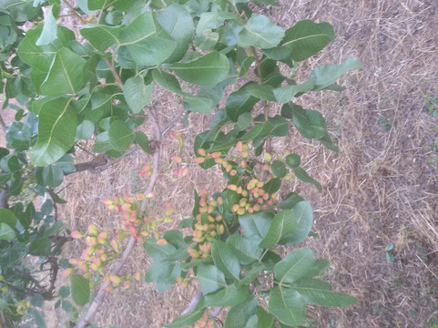 Tamar Linchevsky - Personalized tours-特拉维夫必去景点