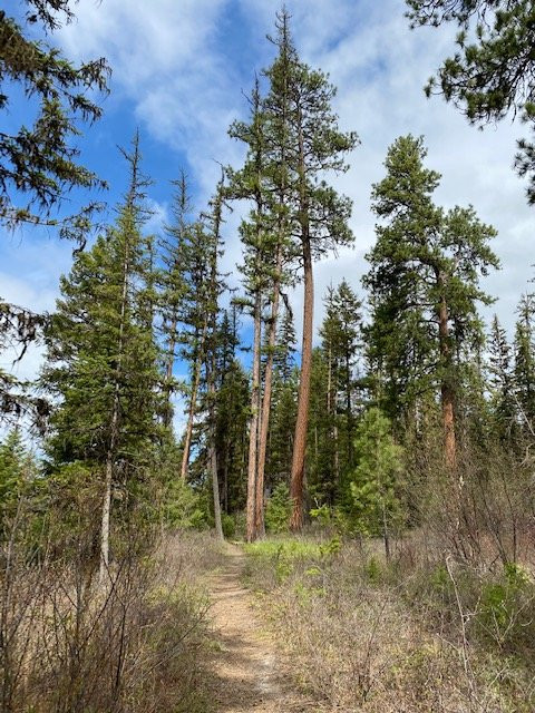 Logan State Park-Libby必去景点