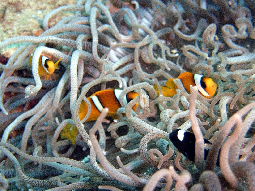 JUST DIVER asd-博拉泰必去景点