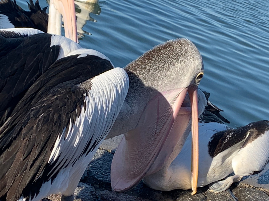 The Entrance Pelican Feed-恩瑞斯必去景点