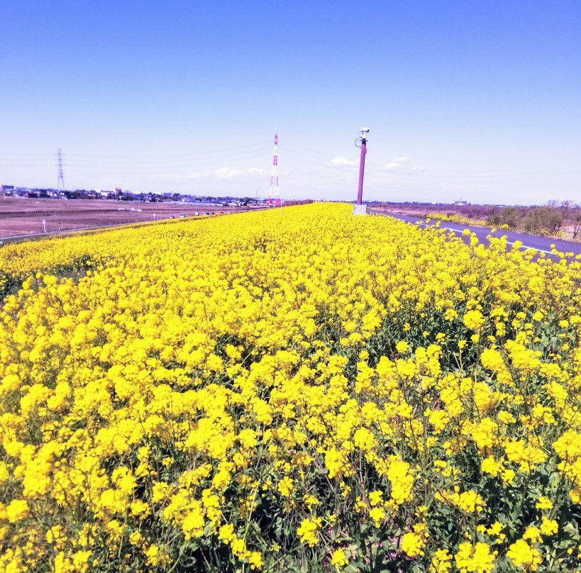 Yoshikawa Park-吉川市必去景点
