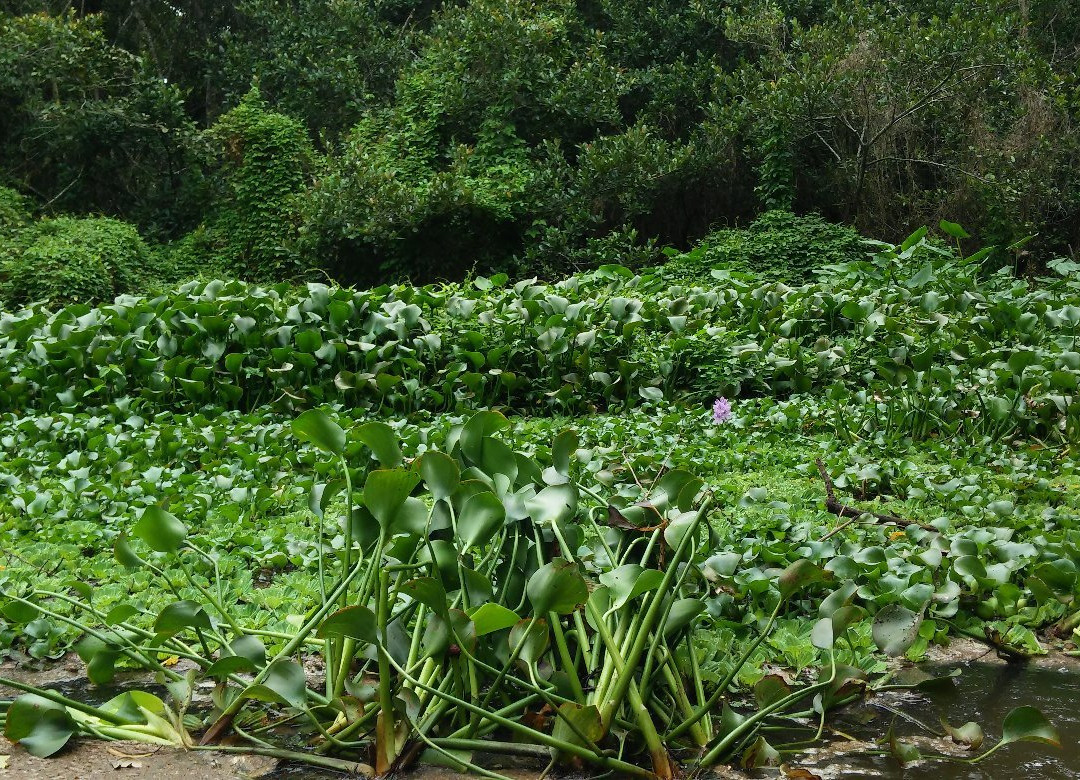 Tingana-Moyobamba必去景点