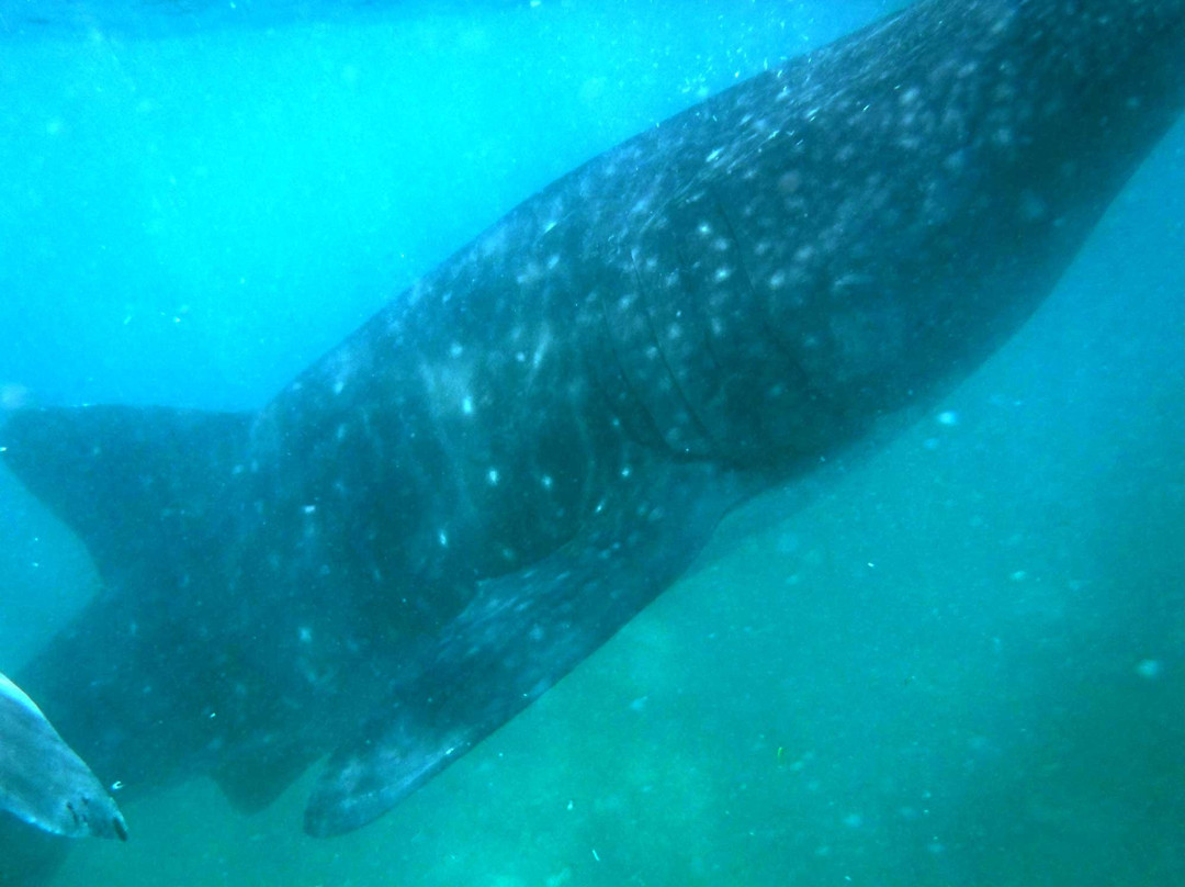 Whalesharks on Wheels景点图片