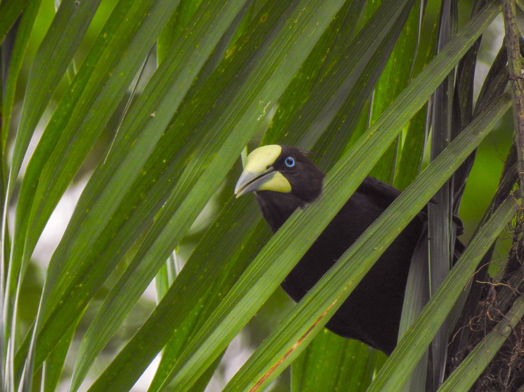 Reserva Natural San Cipriano景点图片