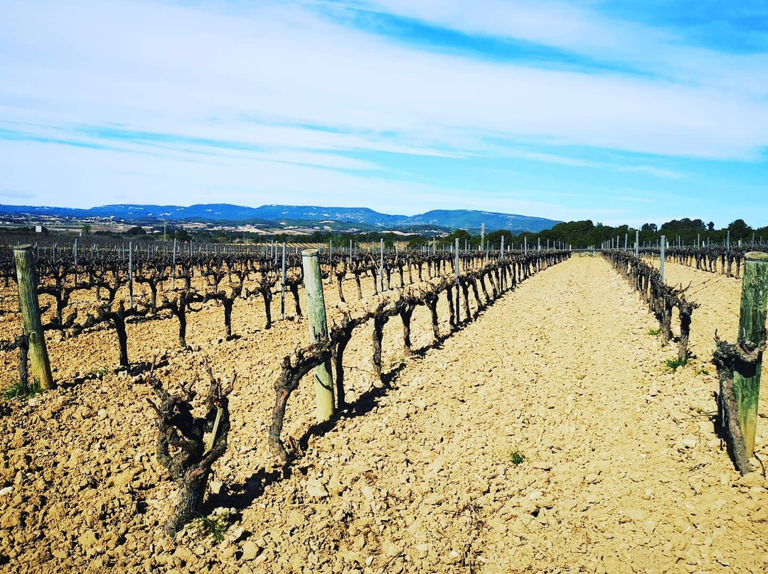 Parató Winery景点图片
