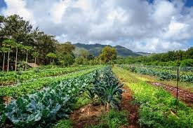 Eat The Rainbow Vegan Cooking Class-阿那荷拉必去景点