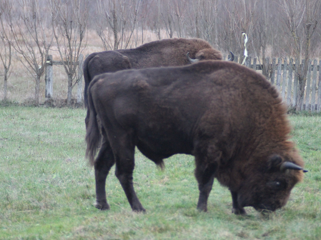 Bialowieski Raj主图