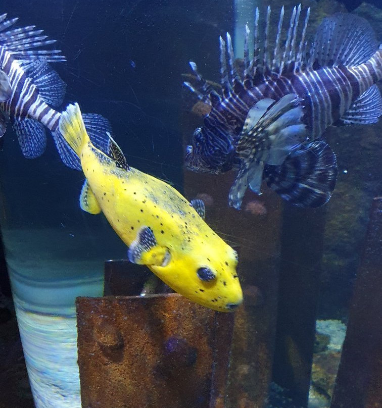 National Sea Life Centre-布瑞必去景点
