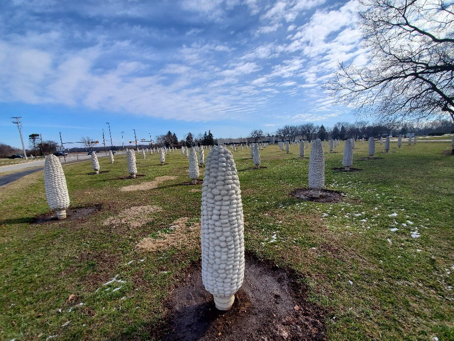 Field of Giant Corn Ears-都柏林必去景点
