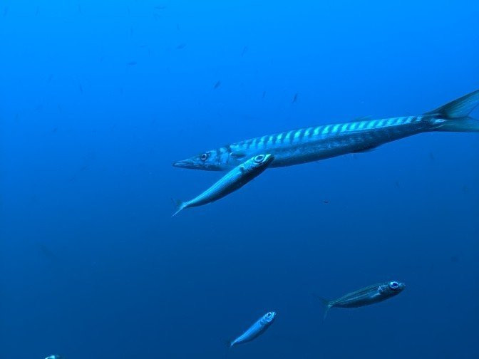 Submarine Safaris Lanzarote-卡拉罗港口必去景点