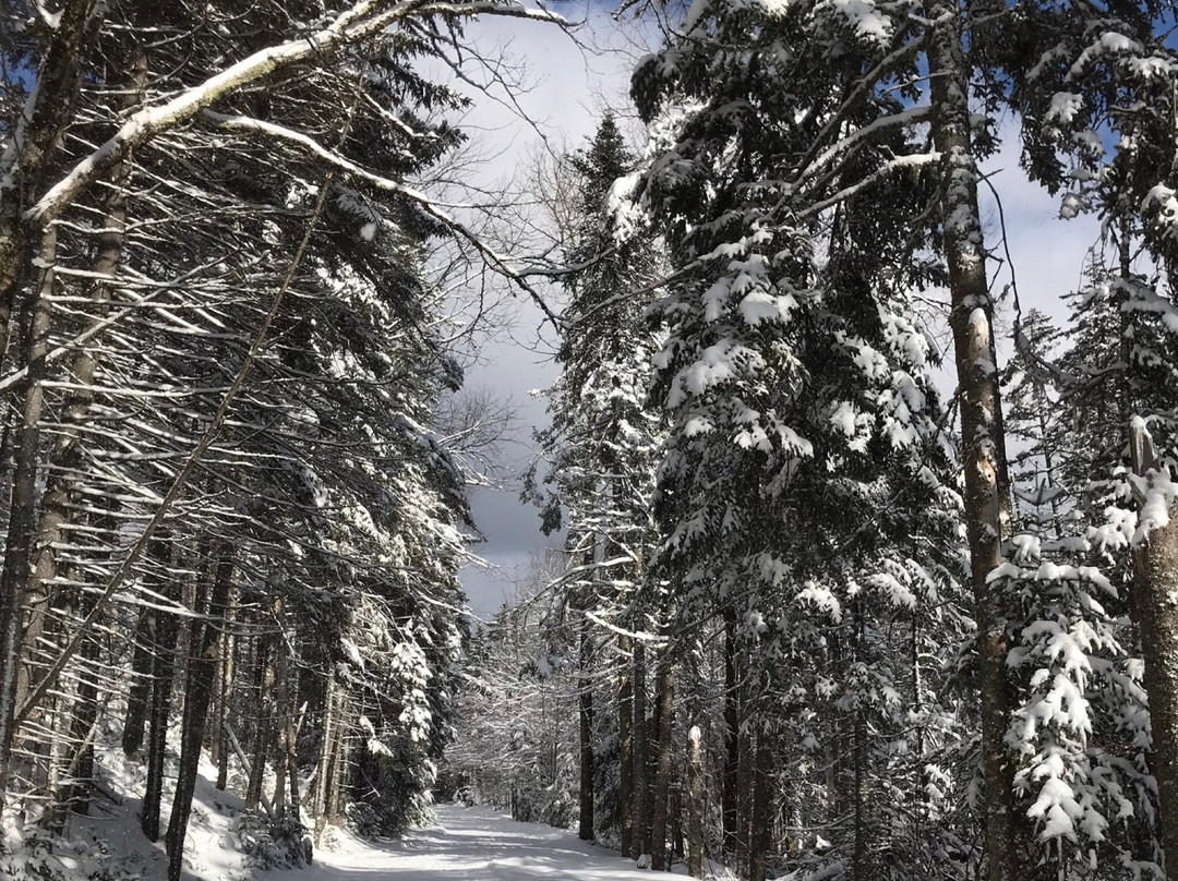 Bretton Woods Nordic Ski Area景点图片