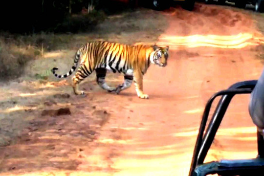 null-Kanha National Park