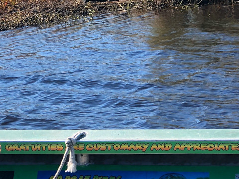 Bull Gator Adventures-墨尔本必去景点