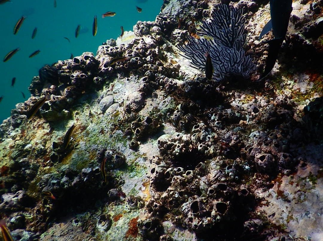 Pelican Rock-卡波圣卢卡斯必去景点