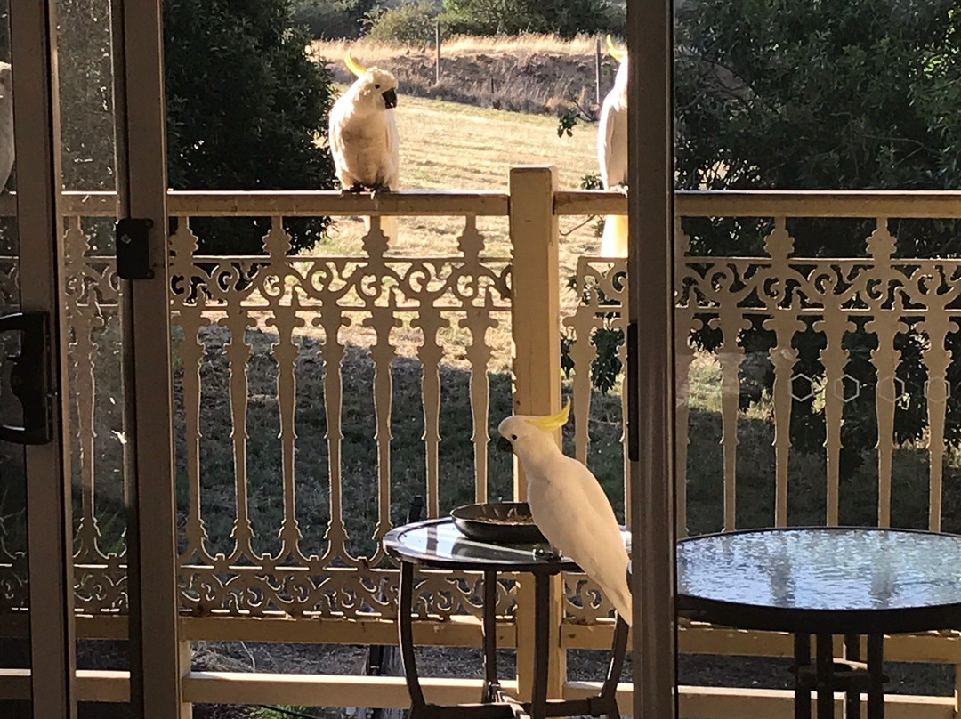 Amble at Hahndorf主图