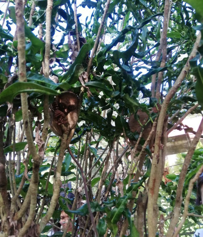 Sagbayan Peak-Sagbayan必去景点