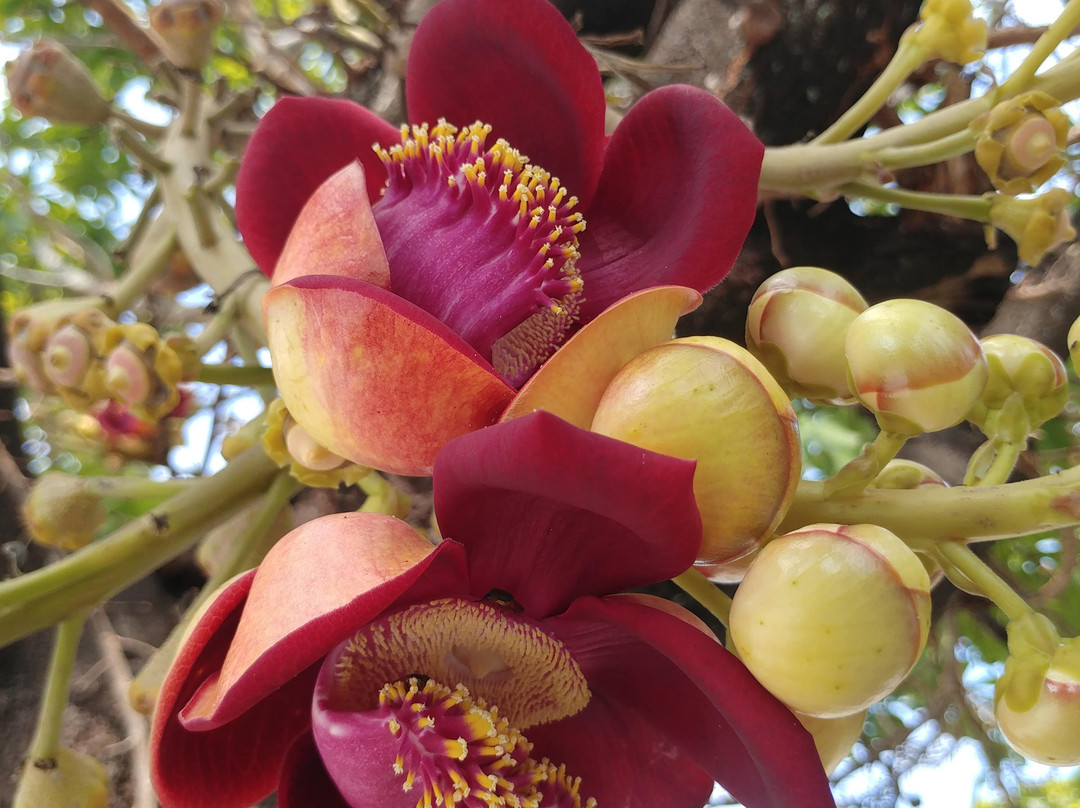 Chua Sung Duc-An Thoi必去景点