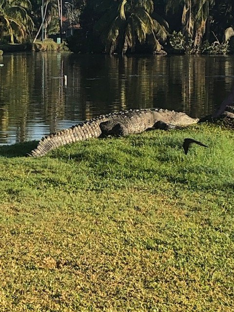 Campo de Golf Ixtapa-印坦巴/芝华塔尼欧必去景点