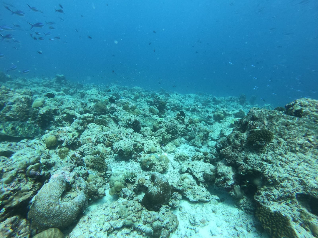 激情马尔代夫潜水学校景点图片