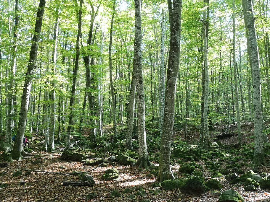 La Fageda d'en Jorda景点图片