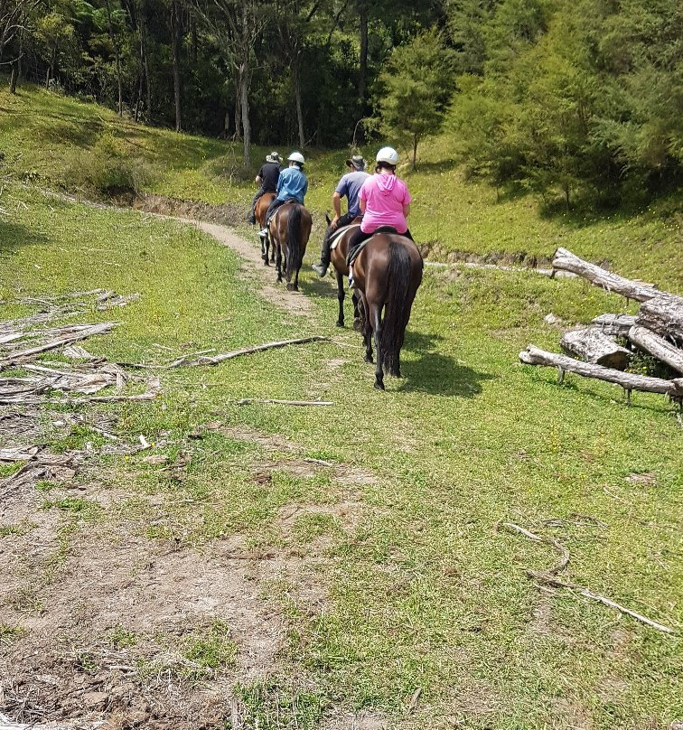 Nikau Valley Horse Treks景点图片