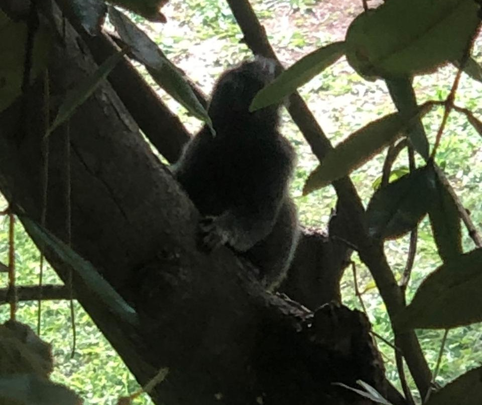 Espaço do Sagui主图