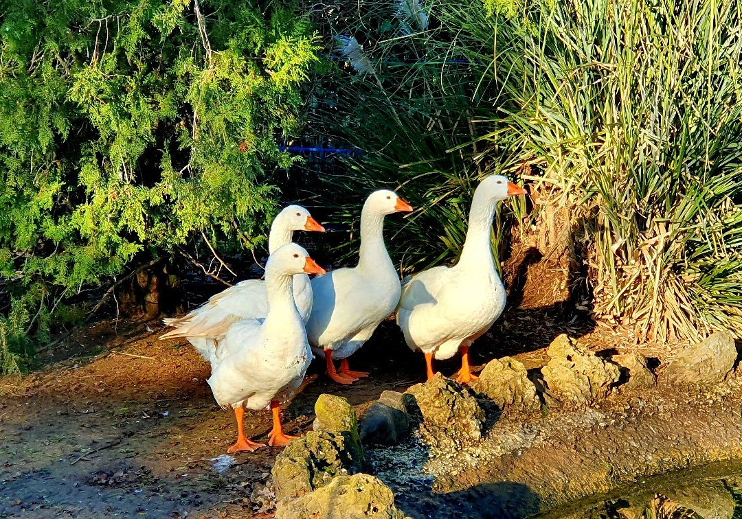 Agriturismo Al Vermigliano主图