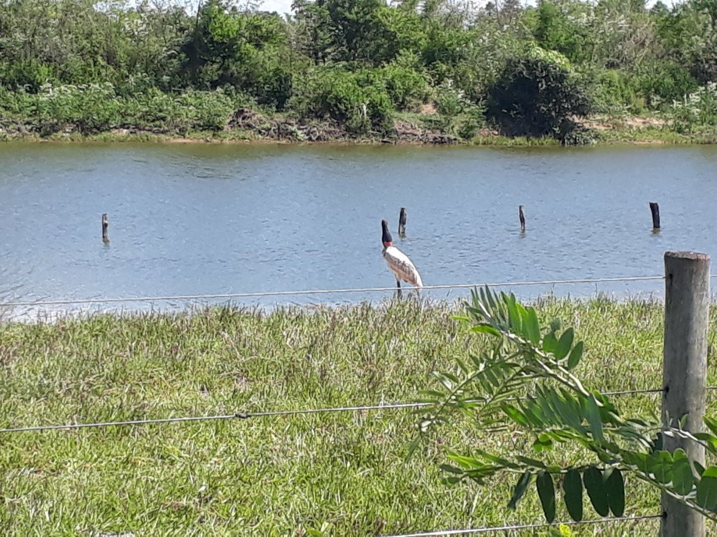 Estrada Parque do Pantanal-科龙巴必去景点