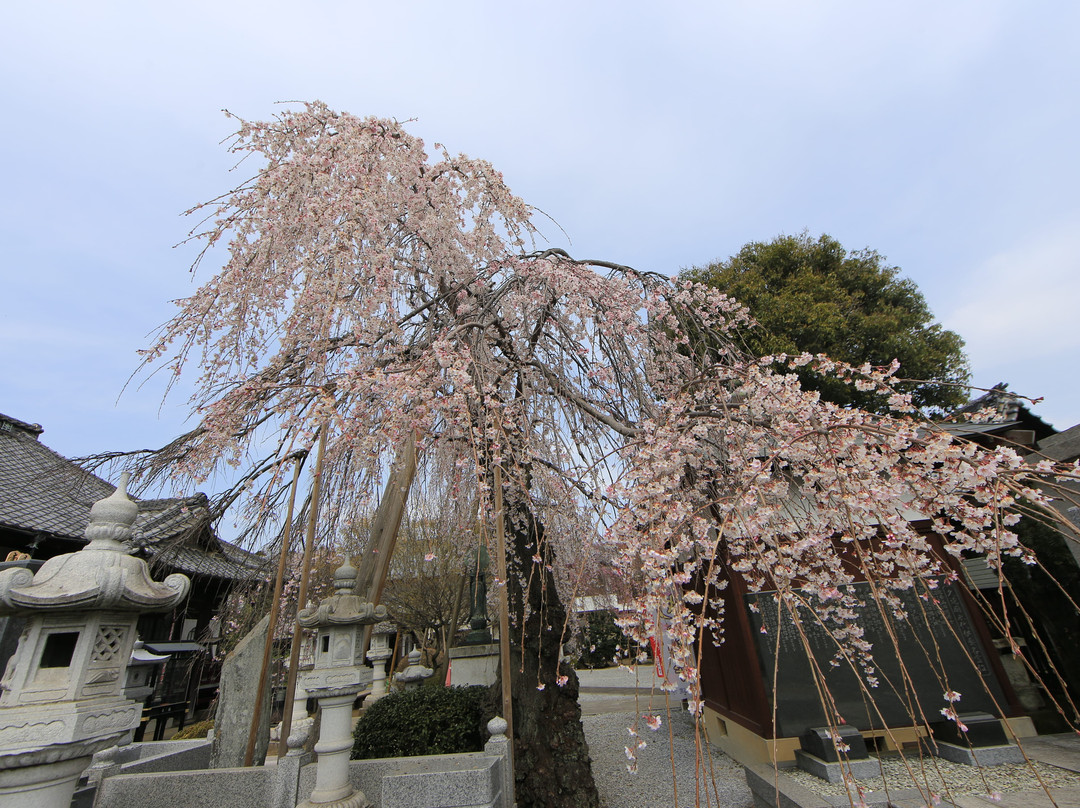 Myokenji Temple景点图片